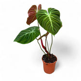 Philodendron 'El Choco red' (Philodendron rubrijuvenile) potted plant in nursery pot on white background.