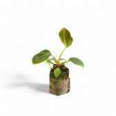 Philodendron 'El Choco red' (Philodendron rubrijuvenile) potted plant in nursery pot on white background.