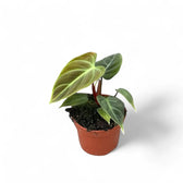 Philodendron 'El Choco red' (Philodendron rubrijuvenile) potted plant in nursery pot on white background.