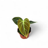 Philodendron 'El Choco red' (Philodendron rubrijuvenile) potted plant in nursery pot on white background.