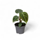 Philodendron 'El Choco red' (Philodendron rubrijuvenile) potted plant in nursery pot on white background.