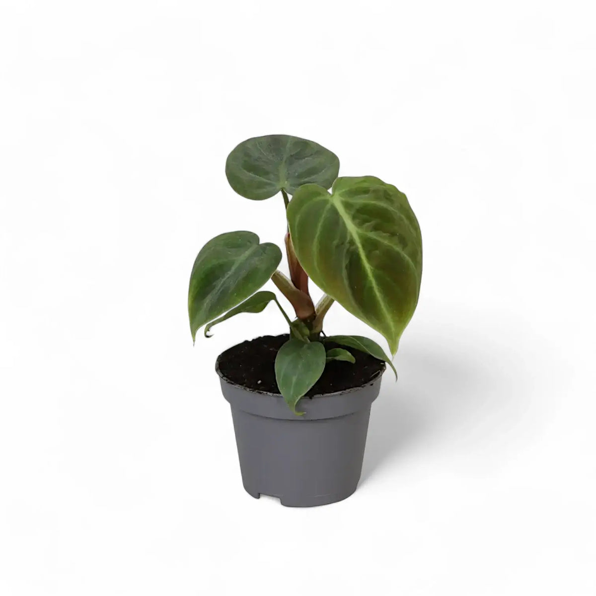 Philodendron 'El Choco red' (Philodendron rubrijuvenile) potted plant in nursery pot on white background.