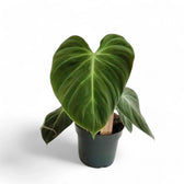 Philodendron 'El Choco red' (Philodendron rubrijuvenile) potted plant in nursery pot on white background.