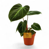 Philodendron 'El Choco red' (Philodendron rubrijuvenile) potted plant in nursery pot on white background.