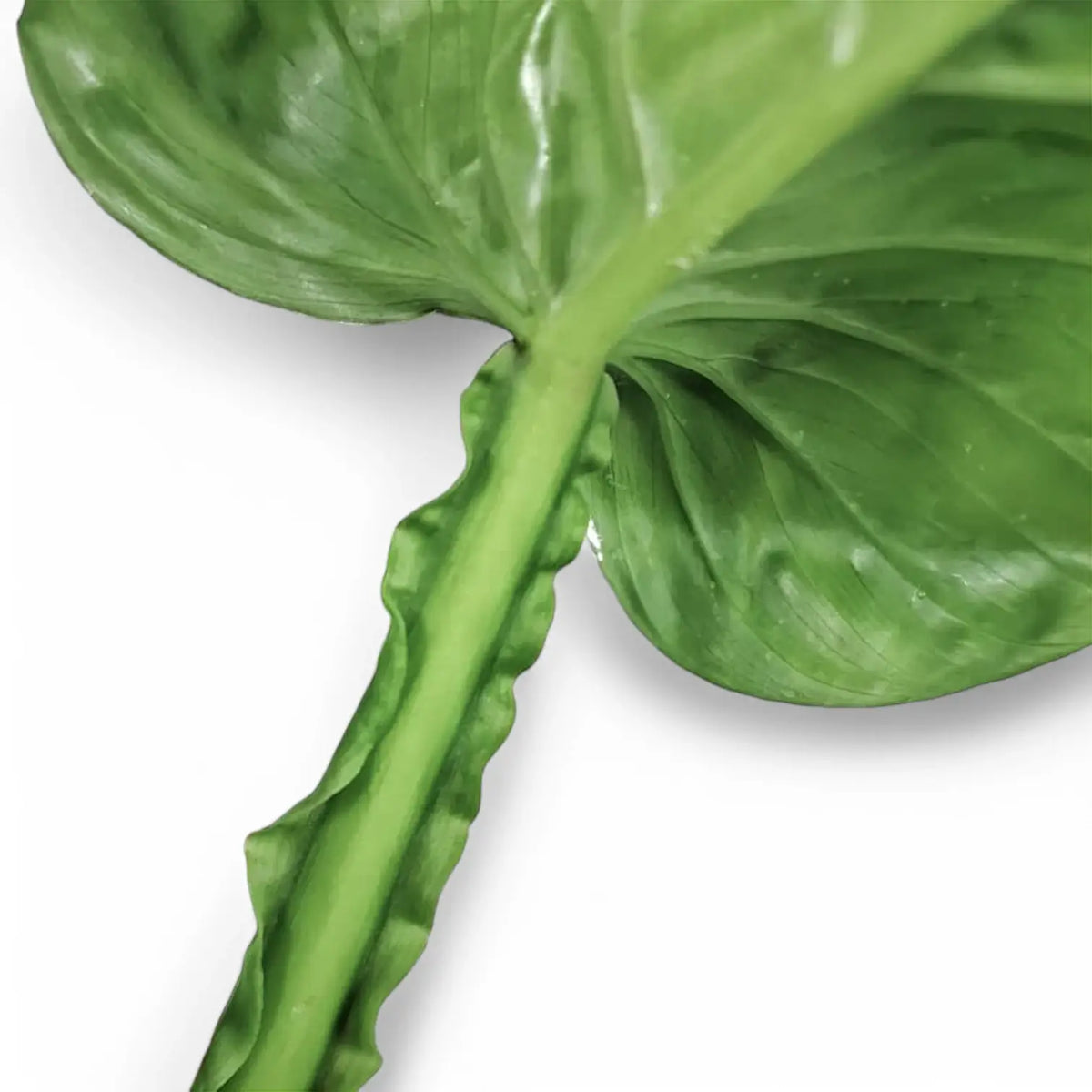 Philodendron ernestii leaf close-up on white background.