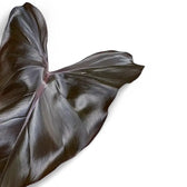 Philodendron erubescens x 'Dark Lord' close-up of leaf on white background.