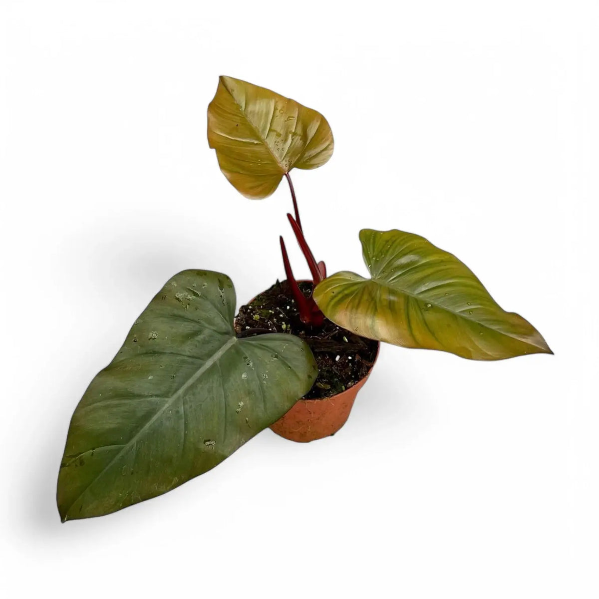 Philodendron erubescens x 'Dark Lord' potted plant in nursery pot on white background.