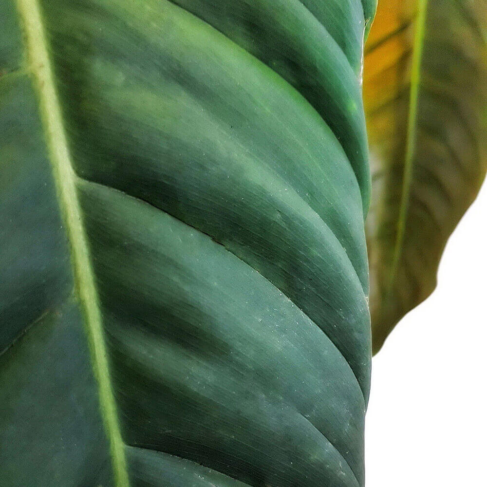 Philodendron esmeraldense close-up of leaf on white background.