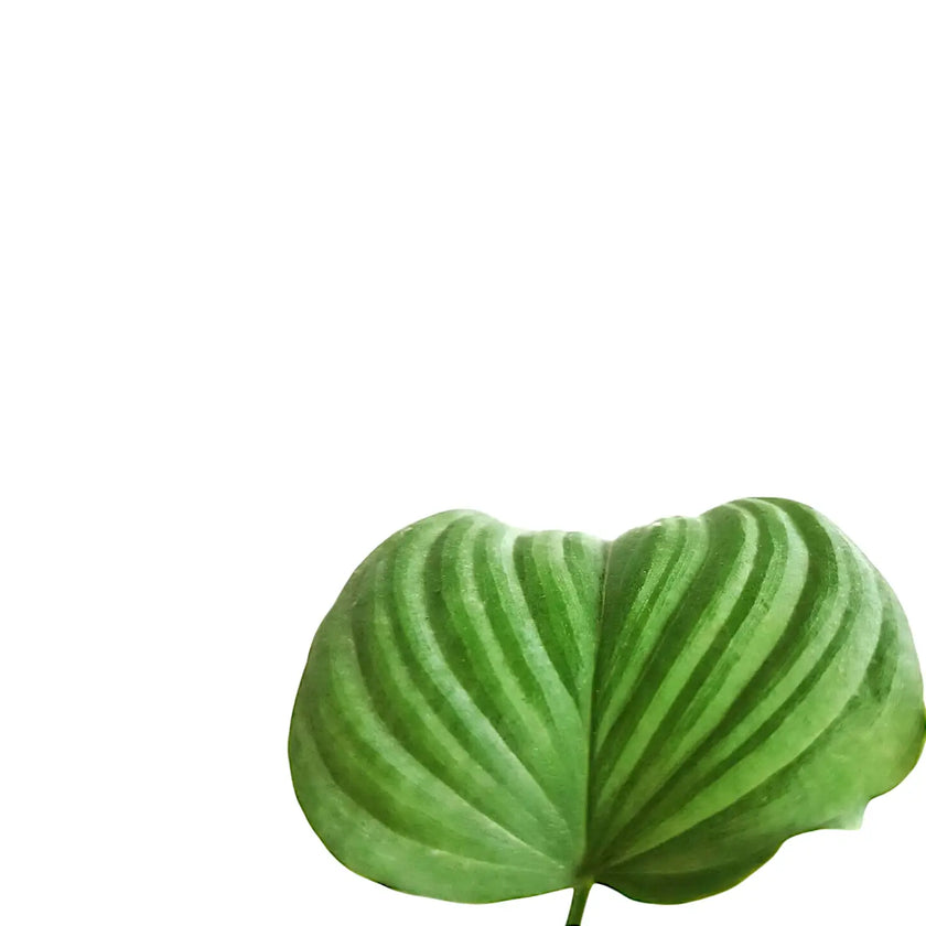 Philodendron fibraecataphyllum leaf close-up on white background.