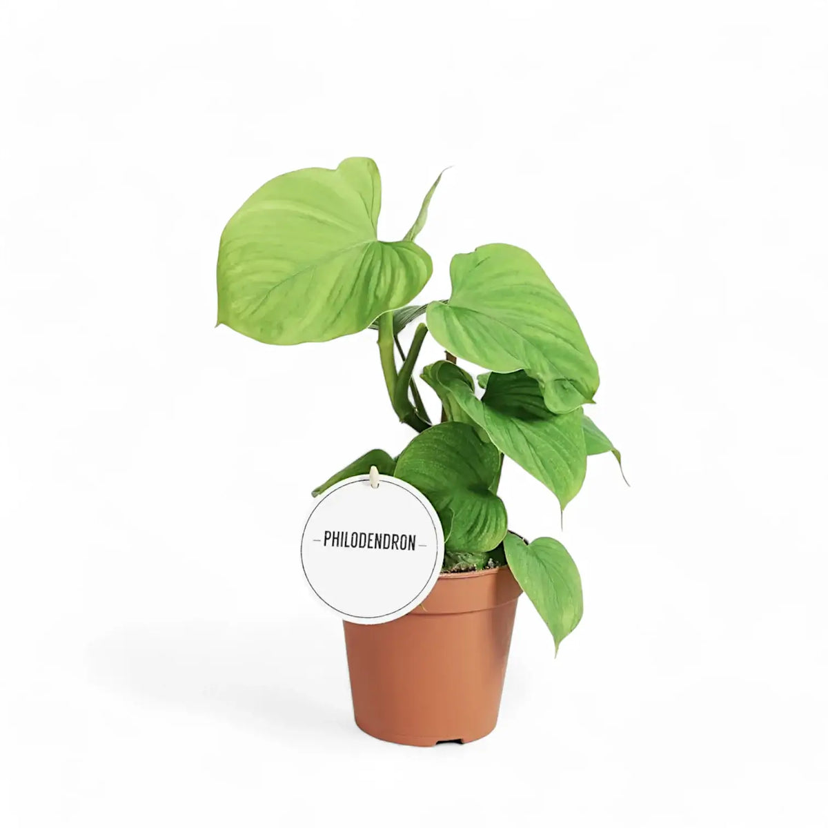 Philodendron fibraecataphyllum potted plant in nursery pot on white background.