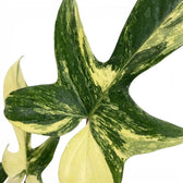 Close-up of Philodendron 'Florida Beauty' leaves.