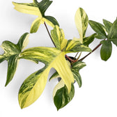 Close-up of Philodendron 'Florida Beauty' leaves.