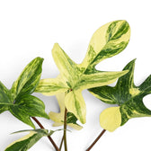 Close-up of Philodendron 'Florida Beauty' leaves.