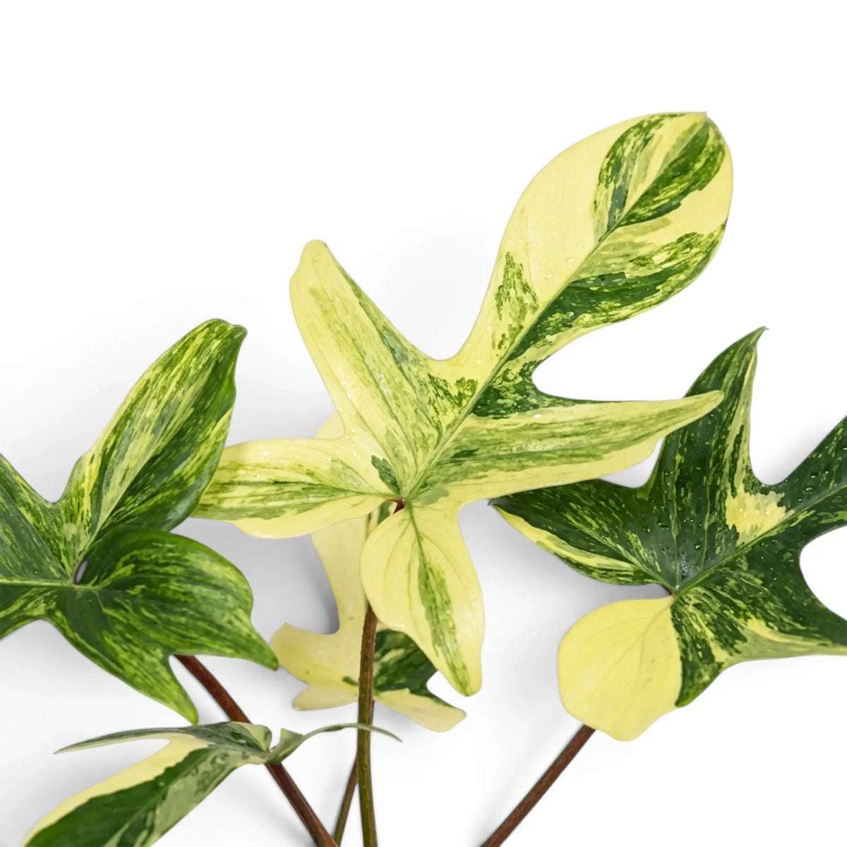 Close-up of Philodendron 'Florida Beauty' leaves.