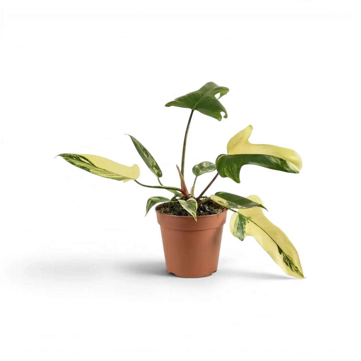 Philodendron 'Florida Beauty' plant in a nursery pot.