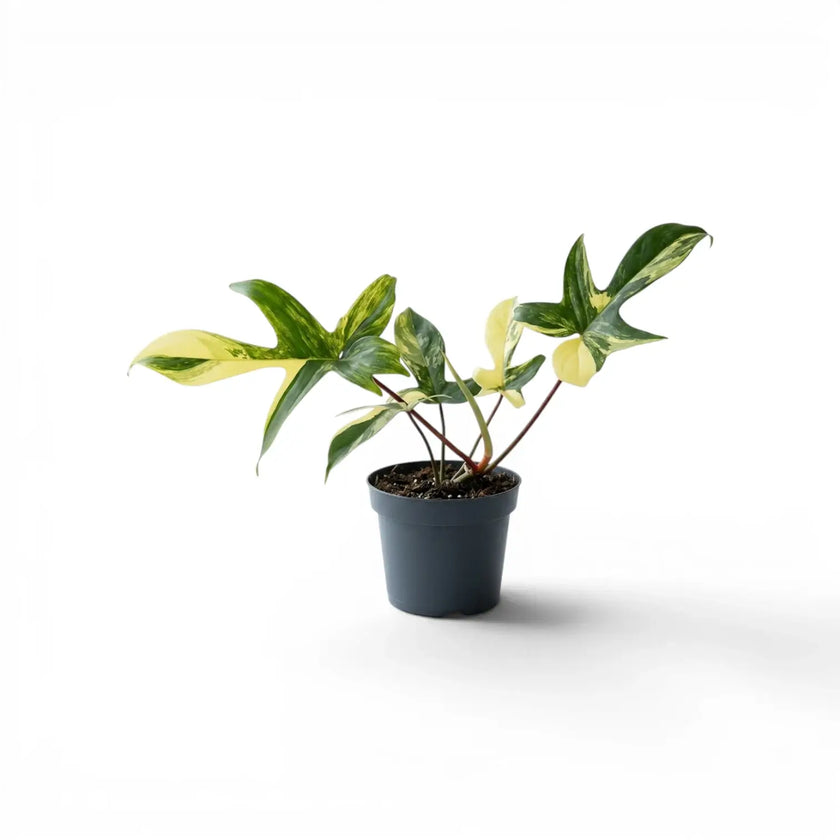 Philodendron 'Florida Beauty' plant in a nursery pot.