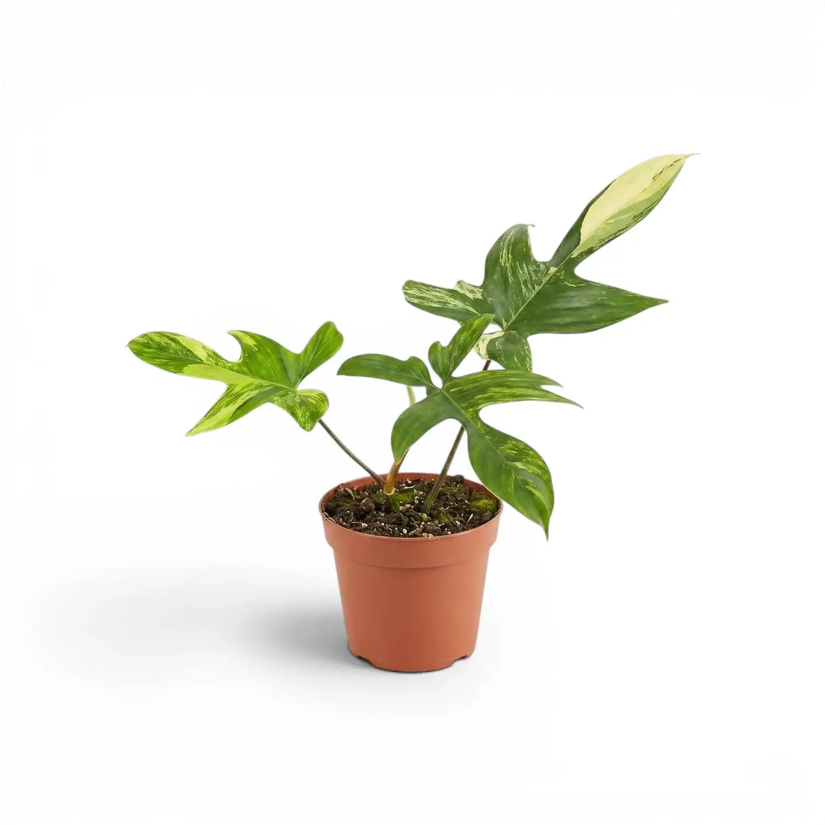 Philodendron 'Florida Beauty' plant in a nursery pot.
