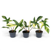 Philodendron 'Florida Beauty' plant in a nursery pot.