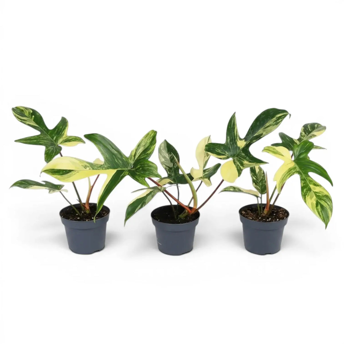 Philodendron 'Florida Beauty' plant in a nursery pot.