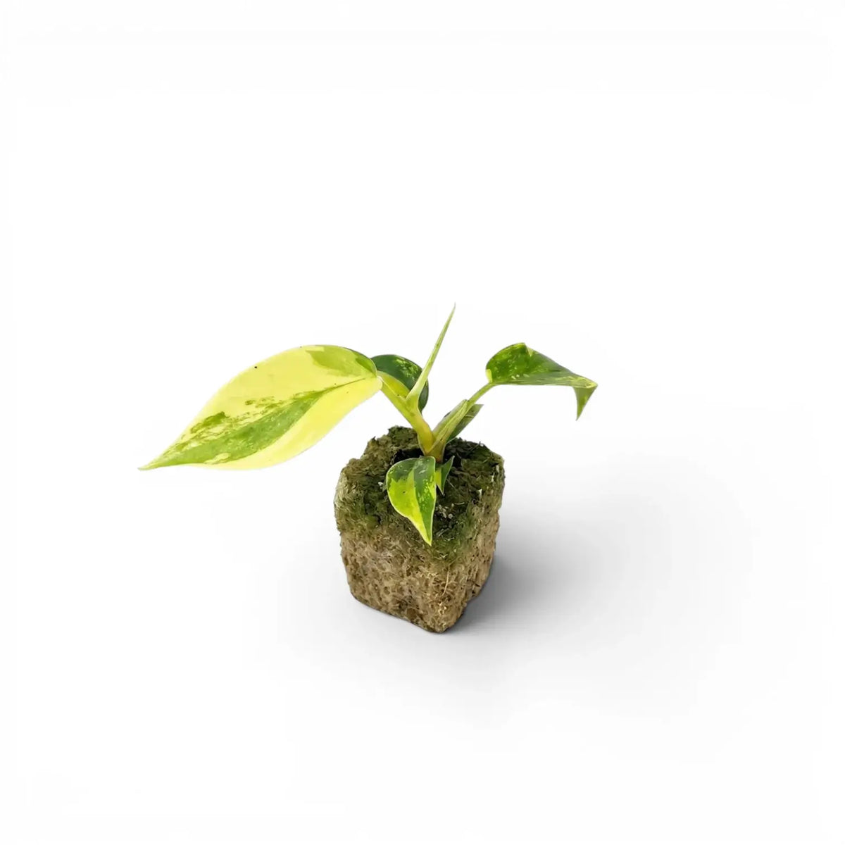 Philodendron 'Florida Beauty' plug plant in a nursery pot.