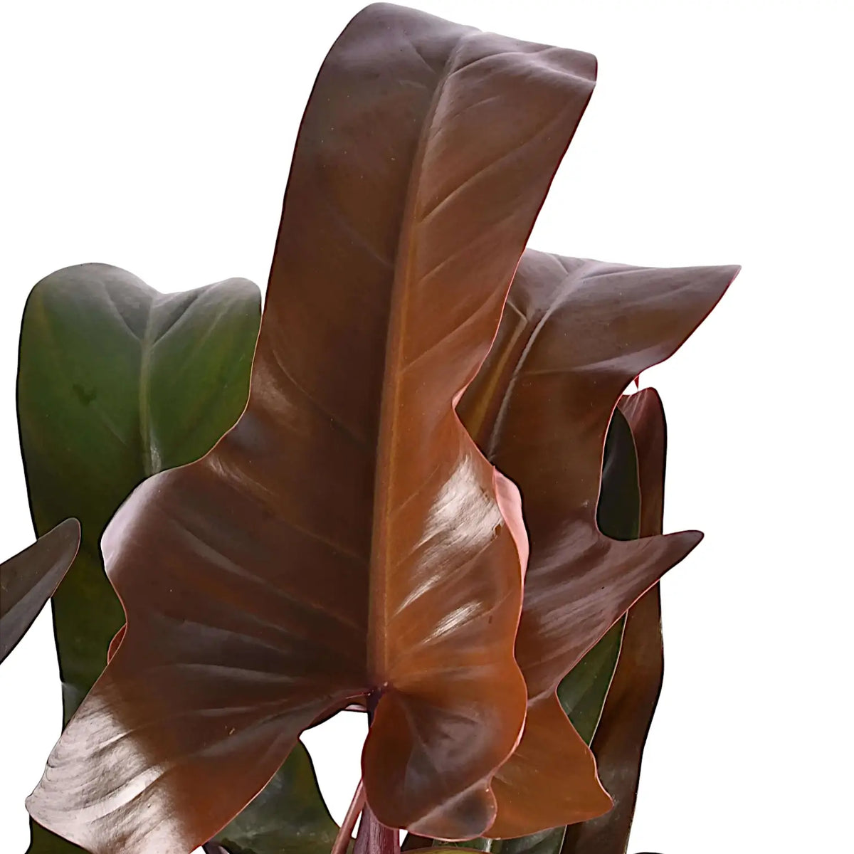 Philodendron 'Florida bronze' close-up of leaf on white background.