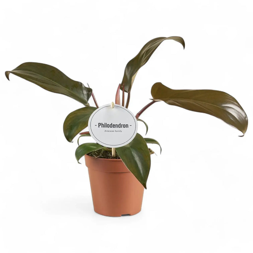 Philodendron 'Florida bronze' – Zimmerpflanze im Kulturtopf auf weißem Hintergrund, Produktfoto 2.