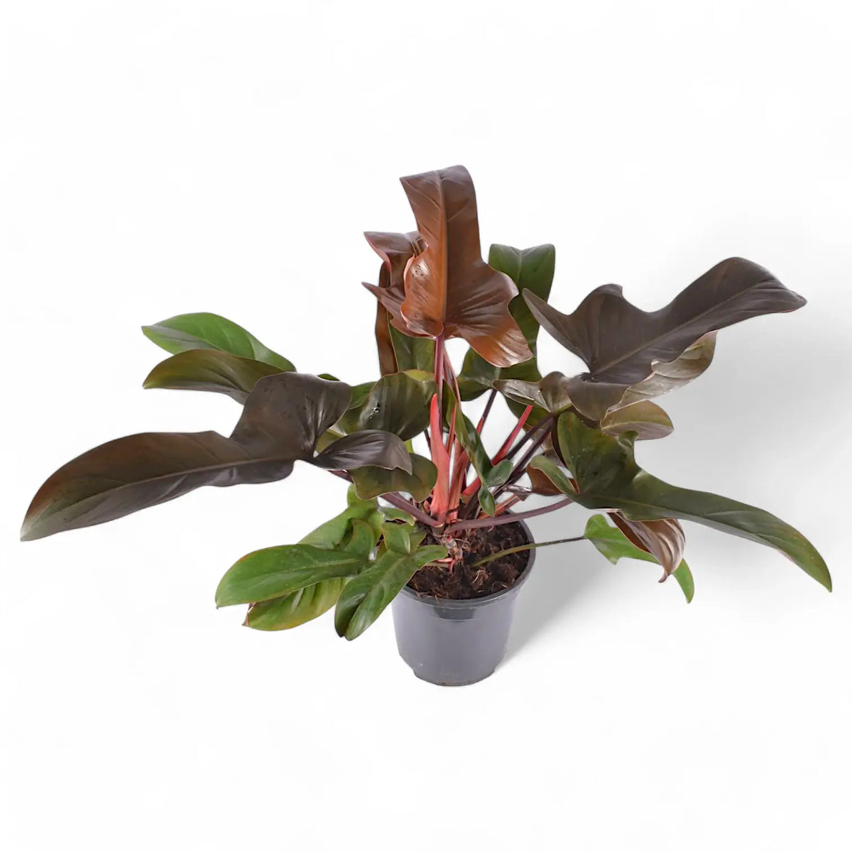 Philodendron 'Florida bronze' potted plant in nursery pot on white background.