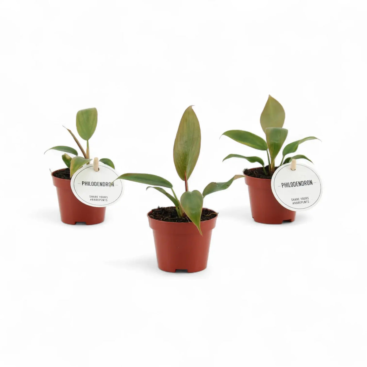 Philodendron 'Florida bronze' potted plant in nursery pot on white background.