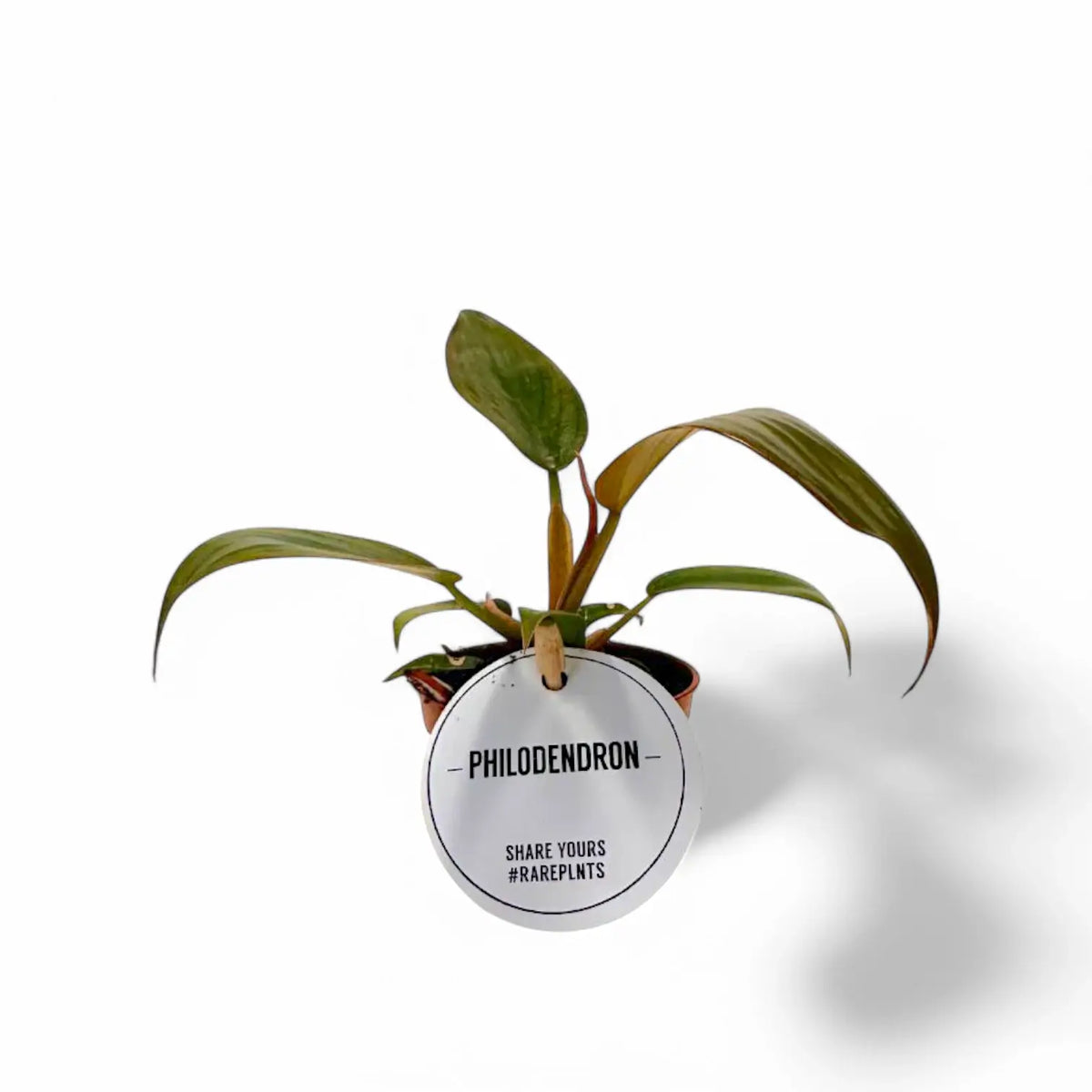 Philodendron 'Florida bronze' potted plant in nursery pot on white background.
