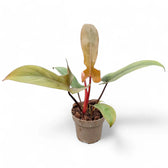 Philodendron 'Florida bronze' potted plant in nursery pot on white background.