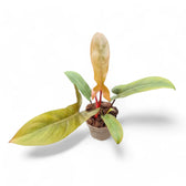Philodendron 'Florida bronze' potted plant in nursery pot on white background.