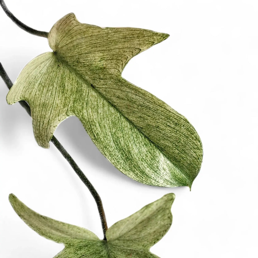 Philodendron 'Florida Ghost' leaf detail on white background.