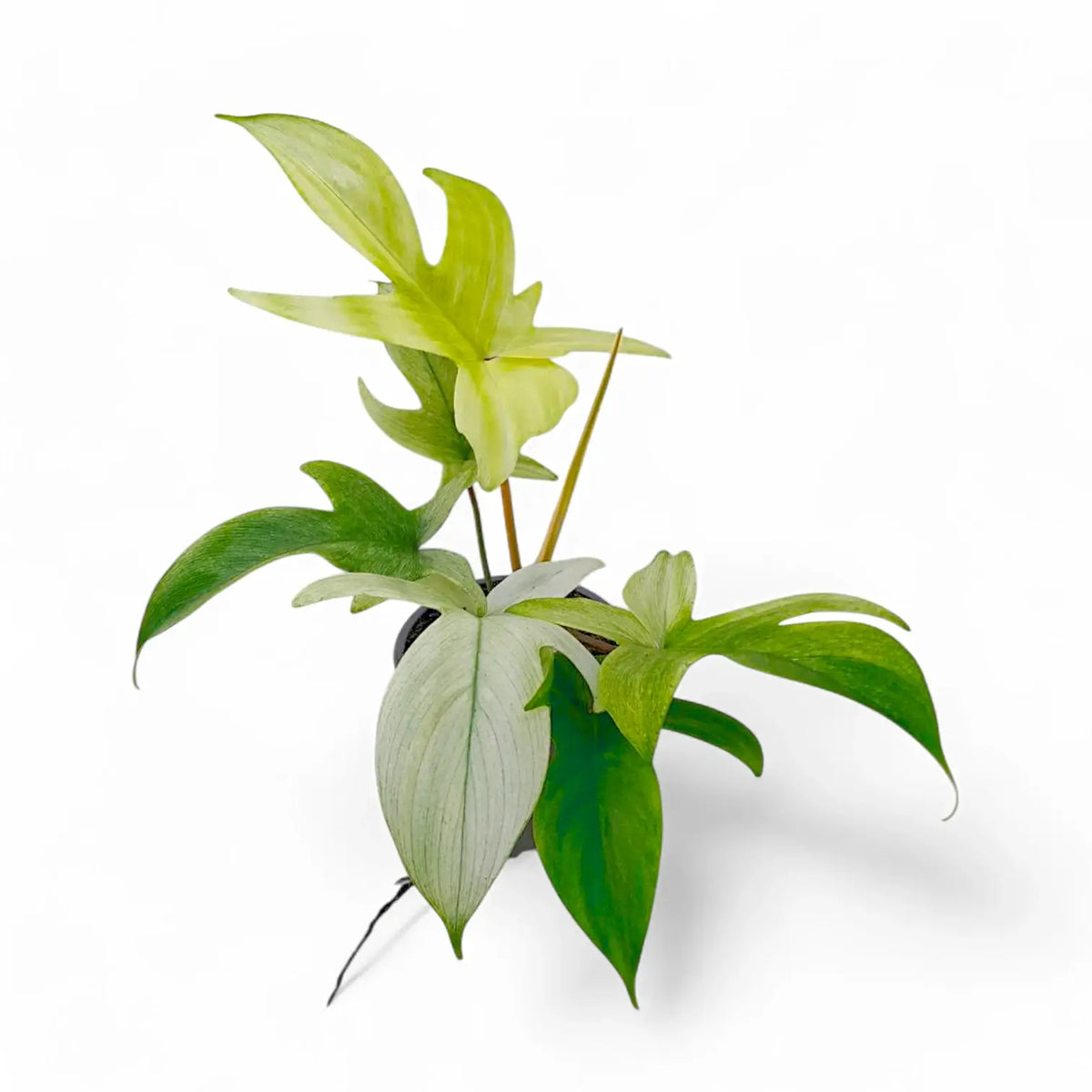 Philodendron 'Florida Ghost' – Zimmerpflanze im Kulturtopf auf weißem Hintergrund, Produktfoto 4.