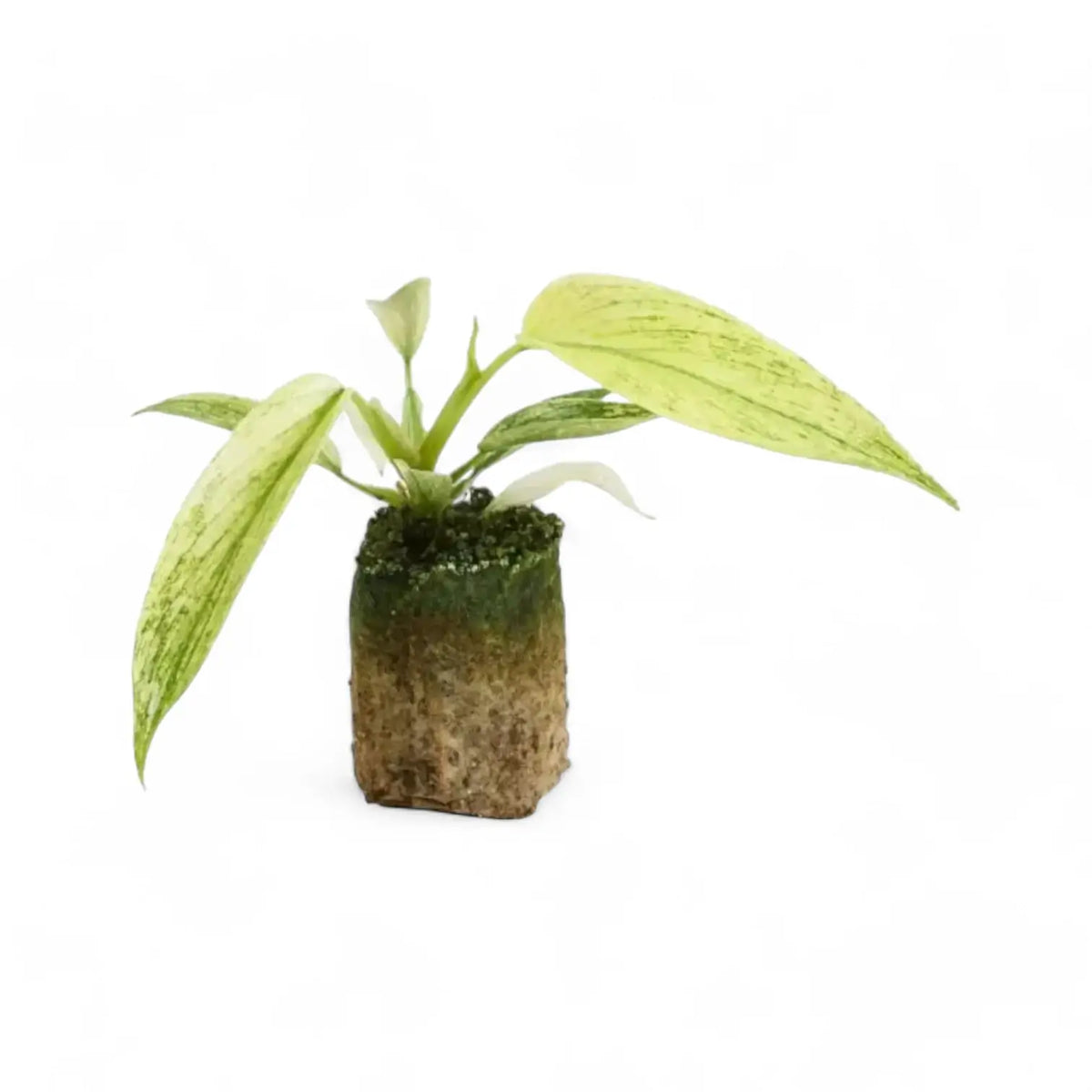 Philodendron 'Florida Ghost' – Zimmerpflanze im Kulturtopf auf weißem Hintergrund, Produktfoto 5.