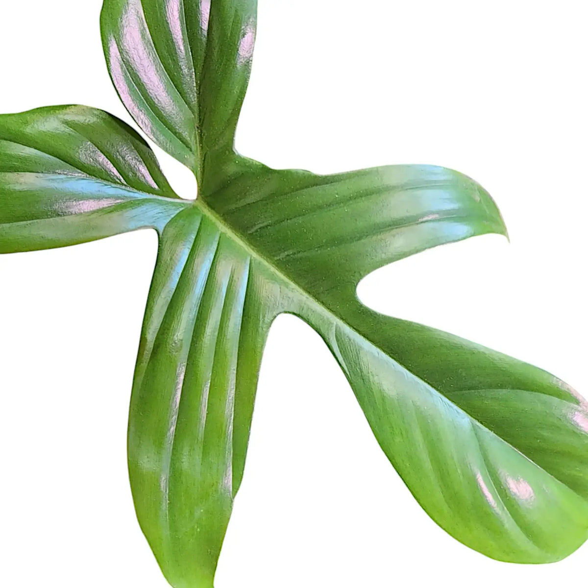 Nahaufnahme eines Blatts von Philodendron 'Florida Green' vor weißem Hintergrund.