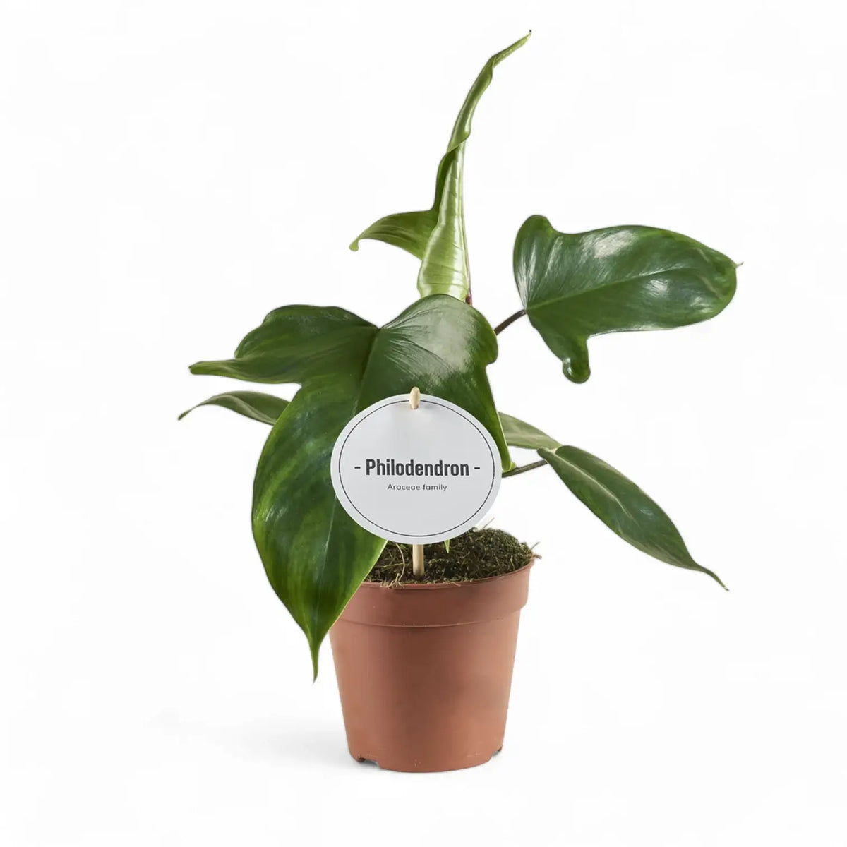 Philodendron 'Florida Green' – Zimmerpflanze im Kulturtopf auf weißem Hintergrund, Produktfoto 3.