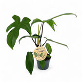 Philodendron 'Florida Green' – Zimmerpflanze im Kulturtopf auf weißem Hintergrund, Produktfoto 4.