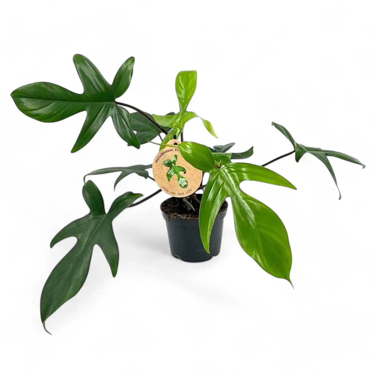 Philodendron 'Florida Green' – Zimmerpflanze im Kulturtopf auf weißem Hintergrund, Produktfoto 5.