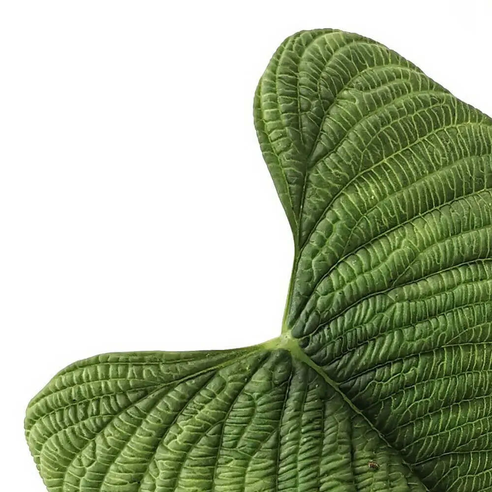 Philodendron furcatum leaf close-up on white background.
