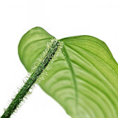 Philodendron genevievianum potted plant in nursery pot on white background.