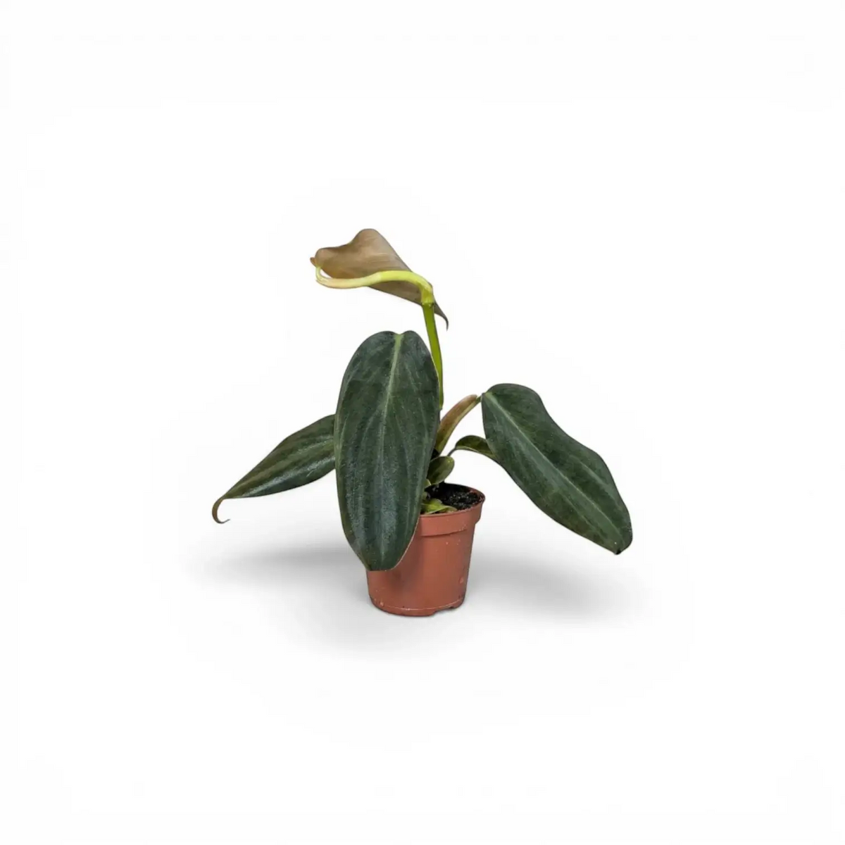 Philodendron gigas baby plant in a nursery pot.