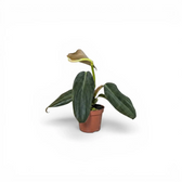 Philodendron gigas baby plant in a nursery pot.