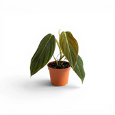 Philodendron gigas baby plant in a nursery pot.