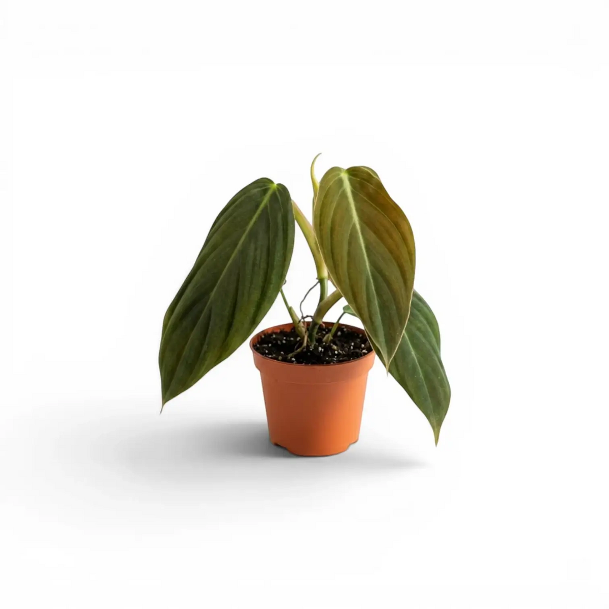 Philodendron gigas baby plant in a nursery pot.