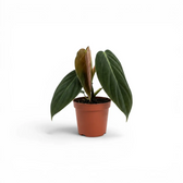 Philodendron gigas baby plant in a nursery pot.