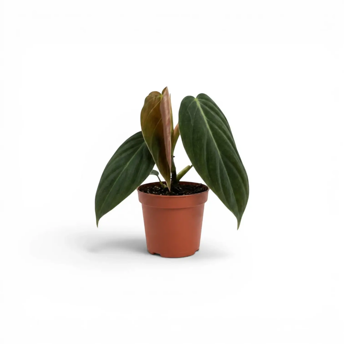 Philodendron gigas baby plant in a nursery pot.