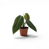 Philodendron gigas baby plant in a nursery pot.