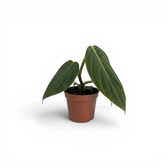 Philodendron gigas baby plant in a nursery pot.