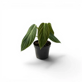Philodendron gigas baby plant in a nursery pot.