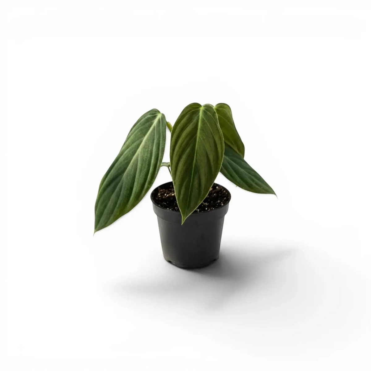 Philodendron gigas baby plant in a nursery pot.